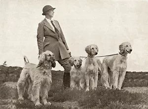 AFGHAN HOUND CHARMING DOG GREETINGS NOTE CARD LADY AND FOUR DOGS PHOTO CARD - Foto 1 di 1