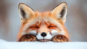 Canvas Art Relaxed Red Fox In Soft White Snow Setting Wall Picture Poster Print - Picture 1 of 22