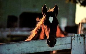 Postcard it's suppertime at Kentucky horse farm - Imagen 1 de 2