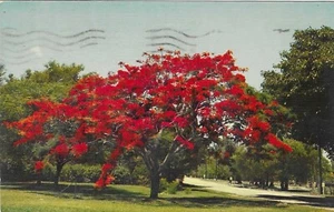 Vintage Florida Chrome Postcard Royal Poinciana Flowering Tree Blooms - Picture 1 of 2