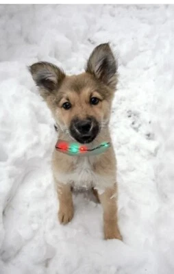 Christmas Dog Collar Lights.  Light Red & Green LED Lights. Shape To Fit Any Dog - Image 1 of 4