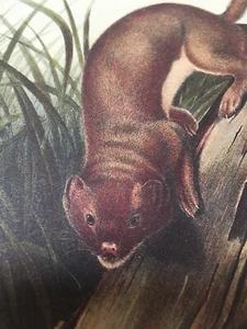 White Weasel Stoat Audubon Animal Print Poster - Picture 1 of 8