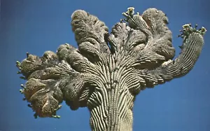Cristate Saguaros Cactus Fab Shape Mutation Postcard - Picture 1 of 2