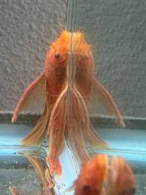 Quality Pair of Long Fin Super Red Bushynose Pleco Live Fish Algae Eater - Image 1 of 4