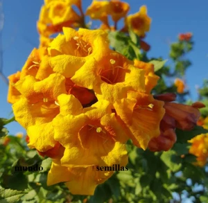 Bignonia Naranja - Tecoma alata - floración espectacular 100 semillas - seeds - Imagen 1 de 1