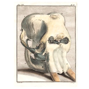 1760 Incisione colorata a mano, De Seve, L'ELEFANTE, Pl V, Buffon 1a edizione! - Foto 1 di 3