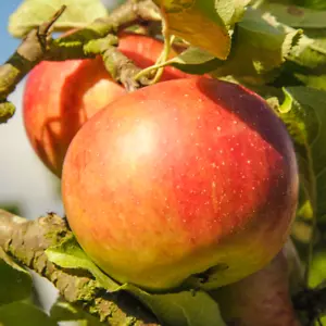 Malus domestica 'Pixie' | Garden Pixie Apple Tree | Outdoor Fruit Tree | 4-5ft - Picture 1 of 18