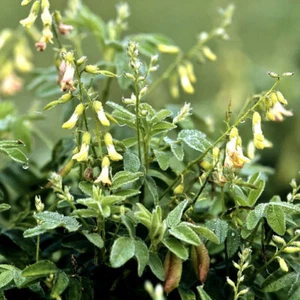 300 ASTRAGALUS Seeds HUANG QI Bei Qi Medicinal Herb Garden Immune Adaptogen Tea - Bild 1 von 9