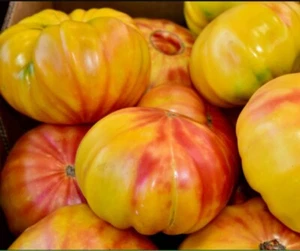 Mr. Stripey Heirloom Tomato 20+ Seeds | Exotic Seeds| Organic & Homegrown - Picture 1 of 10