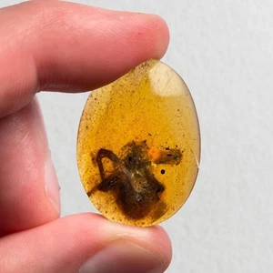 Spider in Burmese / Burmite amber fossil / 100% genuine amber - Picture 1 of 4