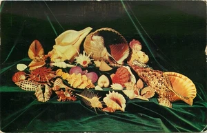 1954 Postcard • Shell Gems From Around The World - Picture 1 of 2