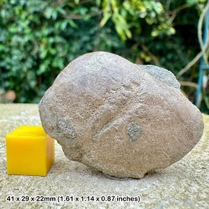 Fósil bivalvo Pleuromya uniformis, costa jurásica (bahía de Ringstead, dorset), - Imagen 1 de 2