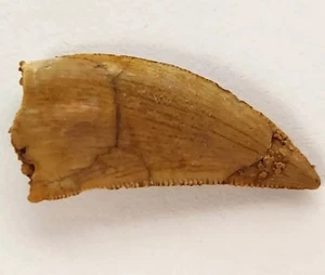 Abelisaur Tooth Fossil 1.2 Inch - Picture 1 of 5