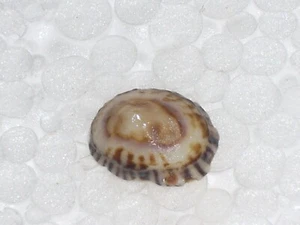 LOTTIA LEUCOPLEURA SPECIAL DUPLICATUS - Picture 1 of 2