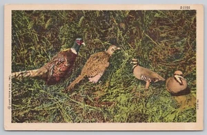 Vintage Linen Postcard Game Birds, Pheasants - Foto 1 di 2