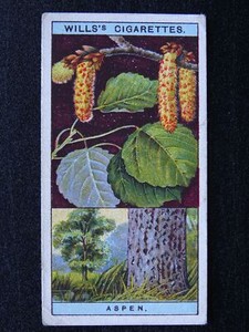 No.6 ASPEN Flowering Trees & Shrubs by W.D.& H.O.Wills Ltd 1924