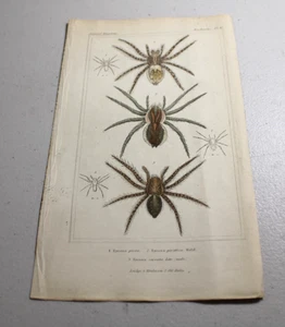1837 CUVIER Animal Color Prints ~ TRUE TARANTULA Spider, plus two other types - Bild 1 von 1