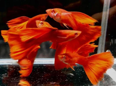 1 TRÍO PEZ GUPPY VIVO ROJO COMPLETO ALTA CALIDAD VENDEDOR DE ESTADOS UNIDOS - 1 MACHO 2 HEMBRA Foto 1 de 3