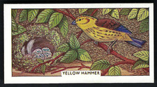LEVER - BRITISH BIRDS AND THEIR NESTS - #3 YELLOW HAMMER