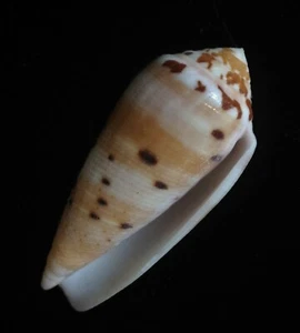 Seashell Conus circumsisus 49 mm F++ - Imagen 1 de 4