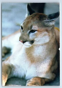 Florida Panther auf Florida Halbinsel ein Sierra Club Postkarte - Bild 1 von 2