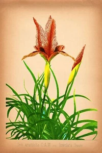 8474.Decoration Poster.Home Room wall interior art design.Iris Flower.Botanical - Picture 1 of 1