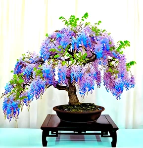 20x ☆ Lluvia azul africana ☆ (lat. "Bolusanthus Africanus") ~ Semillas de bonsái - Imagen 1 de 12