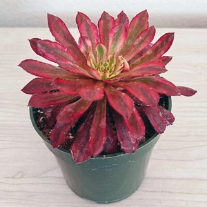 Succulent - Aeonium : Mardi Gras - Live Plant In 4" Pot - Picture 1 of 4