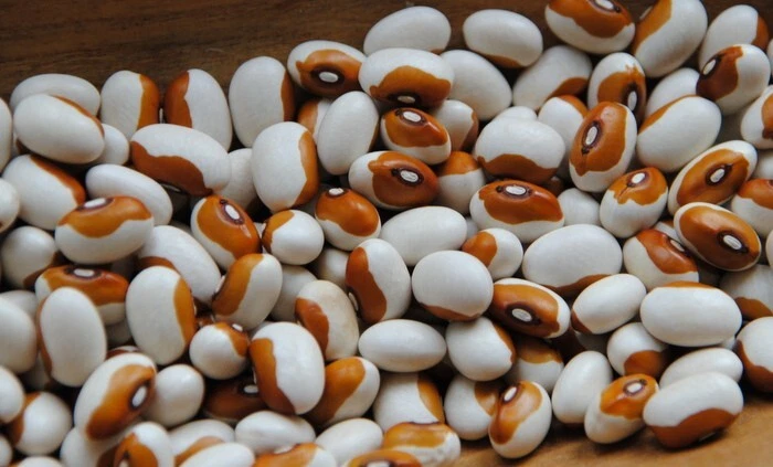 WIERINGER BUSH BEANS - BOHNE - 10+ Seeds - DUTCH HEIRLOOM H 164 - Image 1 of 1