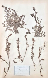 Botanique - Planche Herbier XIXe - Plantes séchées - Primulacées 43 - Imagen 1 de 3