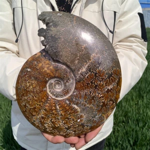 Natural 5.1LB Ammonite Fossil Reiki Crystal Specimen Mineral Decor Crystal Gift - Picture 1 of 12