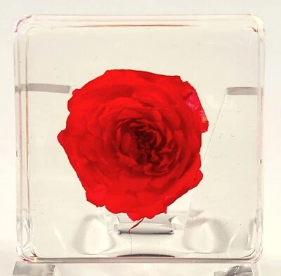 HQRP-CRYSTAL 38mm Echt Rot Chinesische Rose IN Transparent Harz Botanik Kraut Science Bildung
