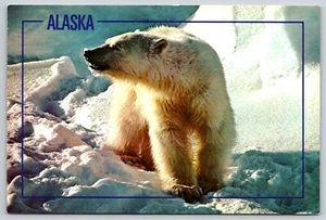 Cartolina Alaska Orso Polare Ursus maritimus Artico Alaska - Foto 1 di 2