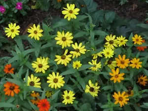 100+ Narrow leaf Zinnias(Dwarf,Tri color mix)Annual Flower Seeds.US grown seeds. - Picture 1 of 12