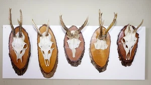 5 Rehgehörne auf Trophäenbrett zum Basteln und Dekorieren - Bild 1 von 3