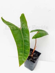 Philodendron billietiae - Picture 1 of 13