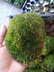 1 BALL Live Moss in Balls Terrarium, Malaria, Orchid, Carnivore, Kokedama - Picture 1 of 5