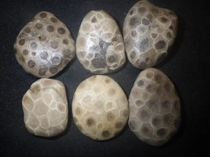 Unpolished Petoskey Stones High Grade - Picture 1 of 3