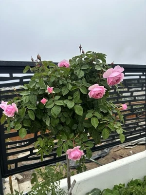 5x Olivia Rose Fresh Cuttings Plant - Image 1 of 2