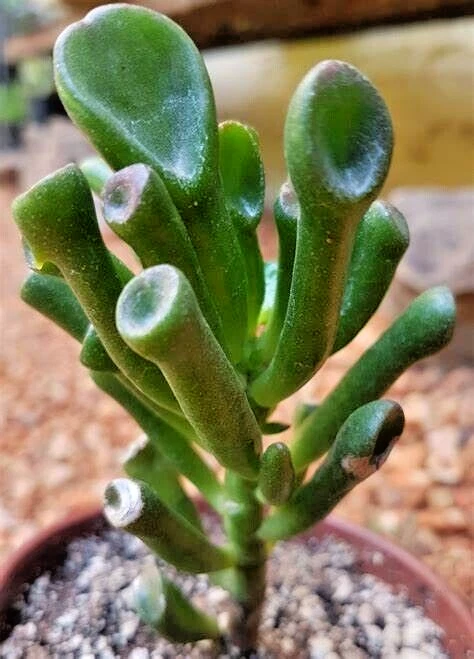 Succulent Crassula Ovata GOLLUM Jade 1 Live 2-4" Money Plant Tree - Image 1 of 1
