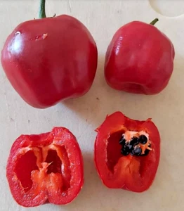 Chilisamen 🌶️ Chili ROCOTO 🫑 10+ Samen - besonders - Bild 1 von 3