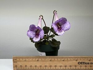 Miniature Sinningia "SimSim Infinity" - Plant in Bloom!