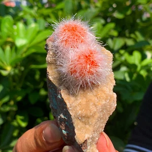 101G Indian dandelion zeolite Quartz Crystal Cluster Mineral Specimen - Picture 1 of 15