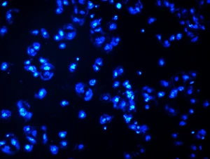 DAPI (Fluorescent Stain DNA Selective) | 28718-90-3 | 250 mg | Reinheit: +98% - Bild 1 von 3