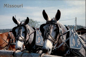 The Missouri Mules Postcard Vintage Unposted Unofficial Symbol of Missouri - Picture 1 of 2