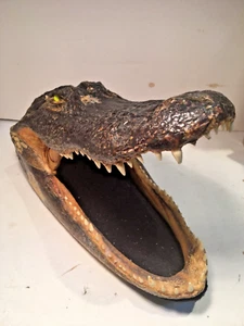 TAXIDERMY LARGE ALLIGATOR HEAD GLASS EYES FROM FLORIDA ESTATE - Picture 1 of 4