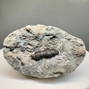 Uncommon Campodus sp. Shark Tooth in Matrix - INDIANA - 340 Million Years Old - Picture 1 of 3