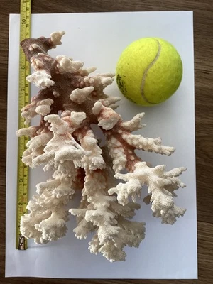 Coral piece 23cm  vintage - Image 1 of 4