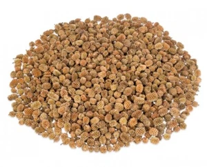 NaDeco Kasuarinen Zapfen 0,4kg | Dekozapfen | Tannenzapfen | Naturzapfen - Bild 1 von 1