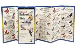 Sibleys Hinterhofvögel des Nordostens - Bild 1 von 1